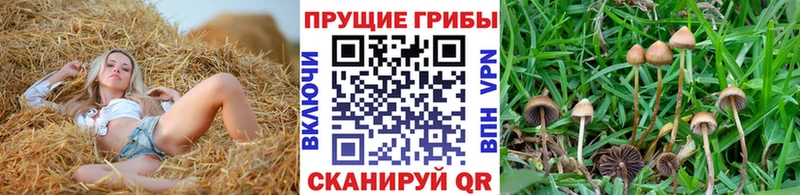 Галлюциногенные грибы Magic Shrooms  Козловка 